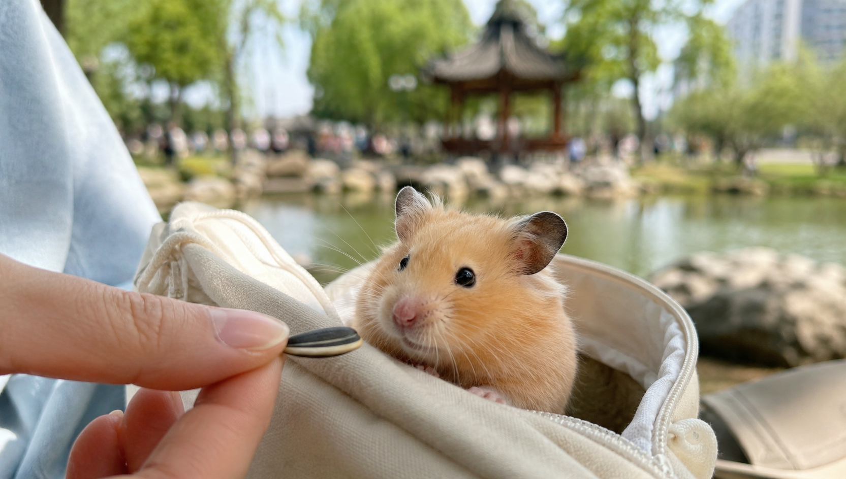那颗瓜子